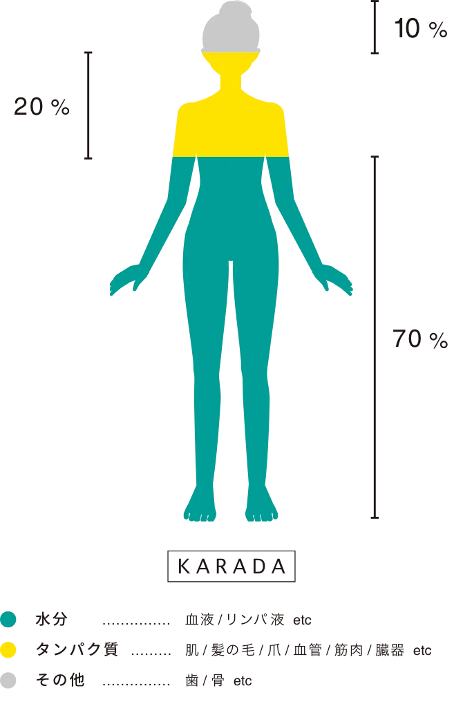 カラダの栄養バランス